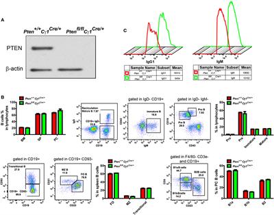 PTEN-Regulated AID Transcription in Germinal Center B Cells Is Essential for the Class-Switch Recombination and IgG Antibody Responses